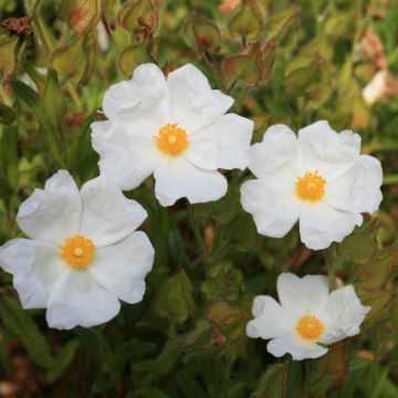 Cistus x Corbariensis (hybridus) - Rock Rose