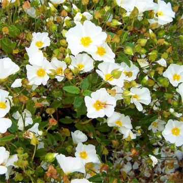 Cistus salviifolius - White Rock Rose obtusifolius