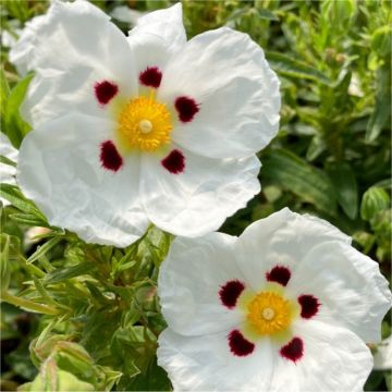 Cistus x dansereaui 'Decumbens' - Rock Rose