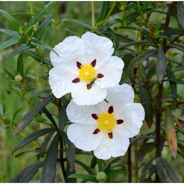 Cistus ladaniferus - Rock Rose