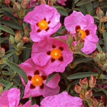 Cistus Purpureus - Rock Rose