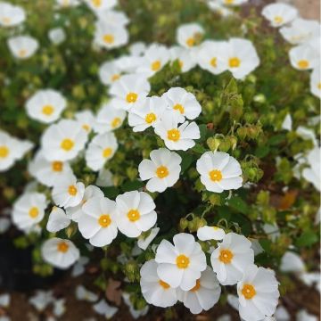 Cistus May Snow