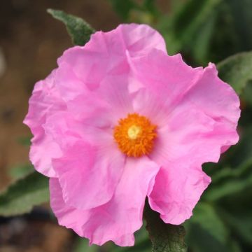 Cistus Anne Palmer