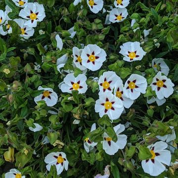 Cistus Gordon Cooper