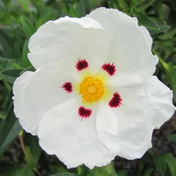 Cistus × aguilarii 'Maculatus'