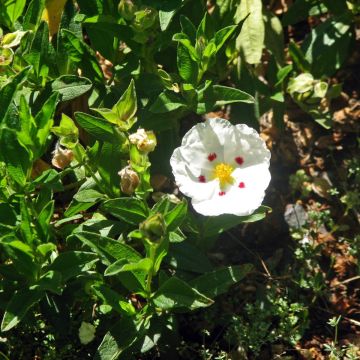 Cistus 'Snowfire' - Rock Rose
