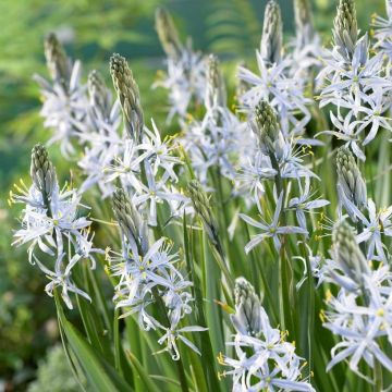 Camassia Cisuckii  - Pack of FIVE Bulbs