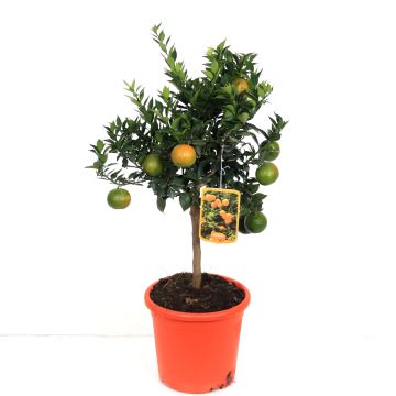 Fruiting Citrus myrtifolia Chinotto - Myrtle Leaved Orange tree