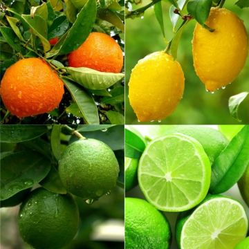 Patio Citrus Tree Collection - Orange, Lemon & Lime Tree + Free Citrus Feed
