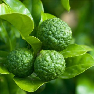 Kaffir Lime Tree Plant - Citrus hystrix