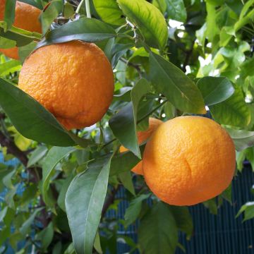 Citrus x Aurantium - Orange - Extra Large Specimen - circa 150-180cm