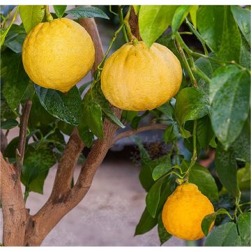 GIANT Tuscan Citrus Tree - Bergamot Orange Tree - Large Specimen - circa 150-180cm