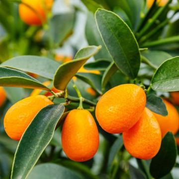 GIANT Kumquat Tree Citrus fortunella - Mediterranean Citrus KUMQUAT Tree XXXL - Large Specimen - circa 140-160cms tall