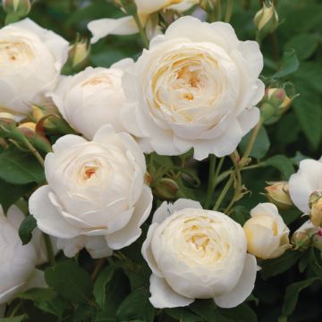 Rose Clare Austin  ® - David Austin ® Shrub Rose