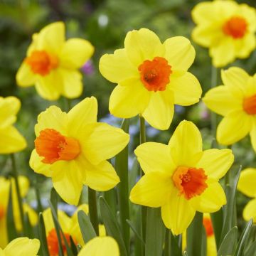 Narcissus Classic Garden - Pack of 5 Bulbs