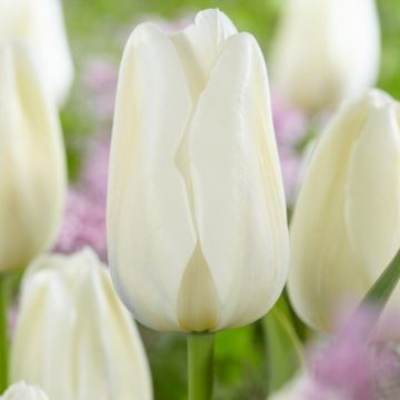 Tulip Clearwater - Pack of 12