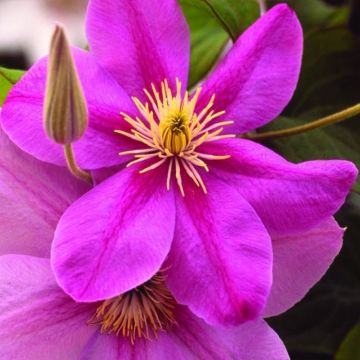 Clematis Alaina - Summer Flowering Clematis