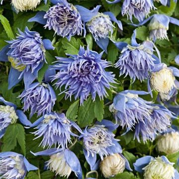 Clematis alpina Ocean Pearl