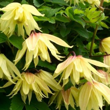 Clematis koreana Amber