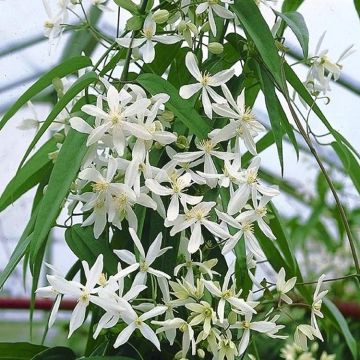 Clematis armandii SNOWDRIFT - Fragrant Evergreen Climbers