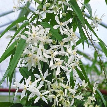 Large 6-7ft Specimen Plant - Clematis armandii SNOWDRIFT - Fragrant Evergreen Climber