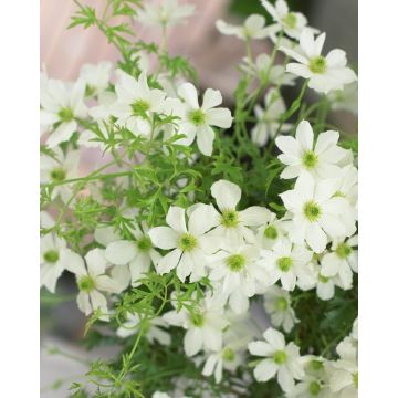 Clematis cartmanii Avalanche  - Large 6-7ft Specimen Plant - Early Flowering Evergreen Clematis