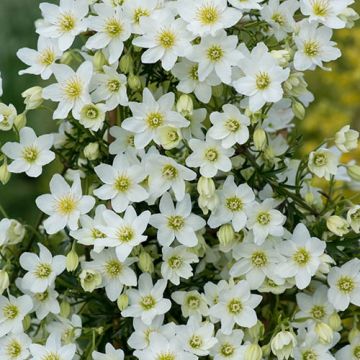 Clematis cartmanii White Abundance - Evergreen