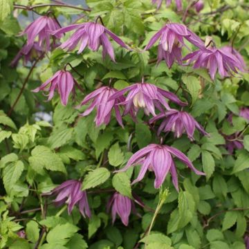 Clematis Cragside