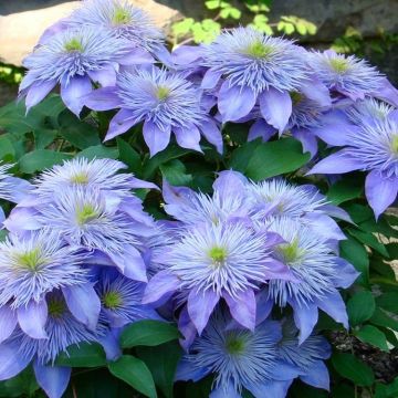 Clematis Crystal Fountain - Summer Flowering Clematis