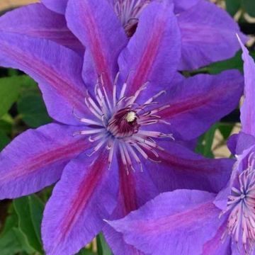 Clematis Edda - Summer Flowering Boulevard Patio Clematis