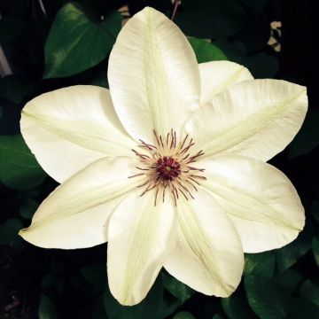 Clematis Esther