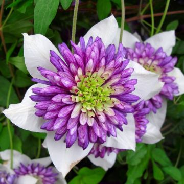 Clematis florida Vienetta - Summer Flowering Clematis