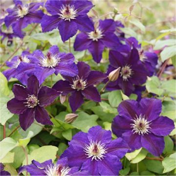 Clematis Happy Birthday