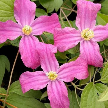 Clematis Innspiration