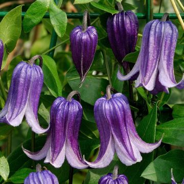 Clematis integrafolia Rooguchi