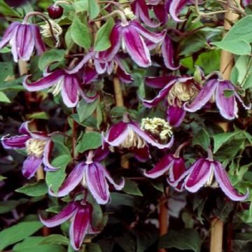 Clematis Jan Fopma