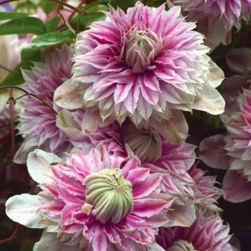 Clematis Josephine - Summer Flowering Clematis