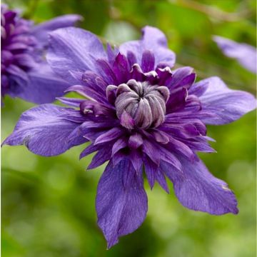 Clematis florida Kokonoe