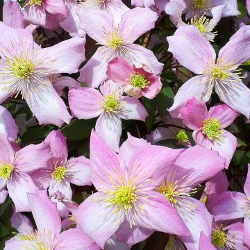 Clematis montana Pink Perfection