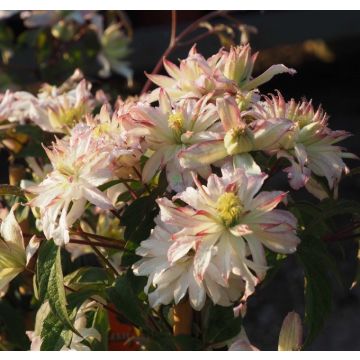 Clematis montana Jenny Kaey