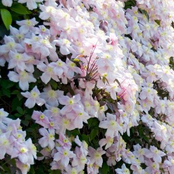 Clematis Montana Mayleen - Pink Flowering Clematis