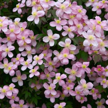 Clematis montana rubens - Large 6-7ft Specimen Plant - Pink Anemone Clematis