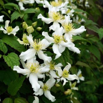 Large 6-7ft Specimen Climber - Clematis Montana 'Var. Wilsonii'