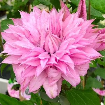 Clematis Multi Pink - Stunning Brand New & Exclusive hardy Climbing Summer Flowering Clematis