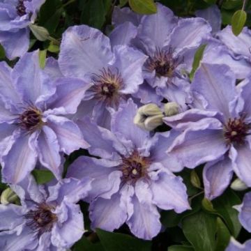 Clematis Myosotis