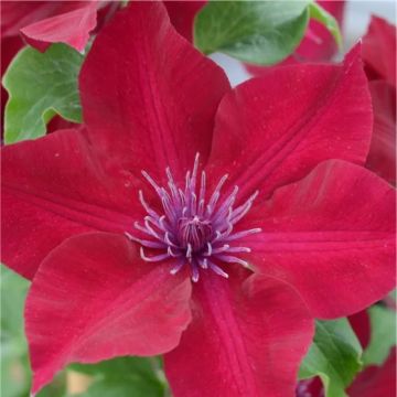 Clematis Boulevard Nubia - Sumptuous Red Clematis