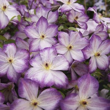 Clematis Pernille