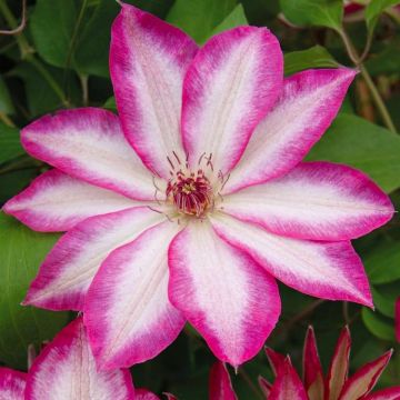 Clematis Picotee - Pink Kissed Summer Flowering Clematis