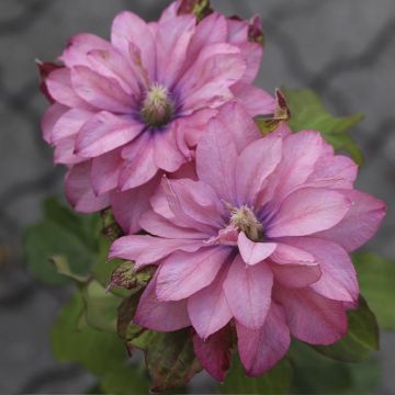 Clematis Pink Passion