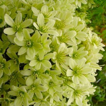 Clematis Pixie - Evergreen Spring Blooming Climber - Lime-Yellow flowers